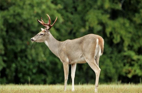 Hunting Season in Western Massachusetts