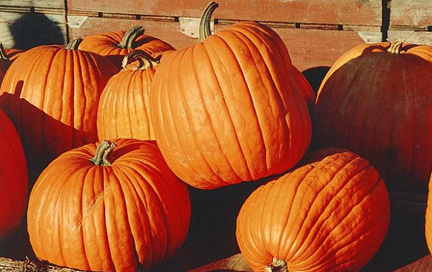 Fall Recipes